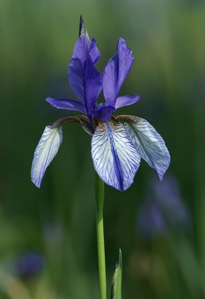 Pflanzenbild gross Sibirische Schwertlilie - Iris sibirica