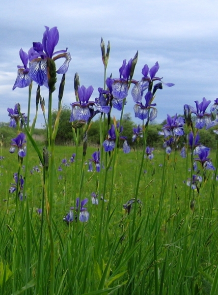 Pflanzenbild gross Sibirische Schwertlilie - Iris sibirica