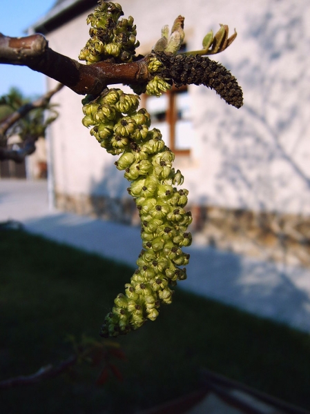 Pflanzenbild gross Walnussbaum - Juglans regia