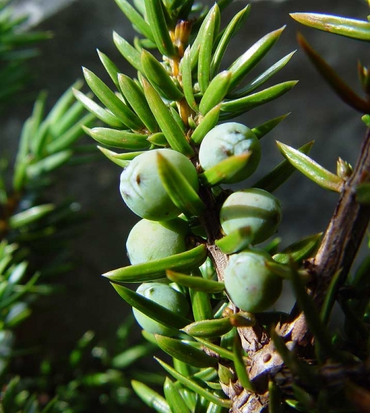 Pflanzenbild gross Zwerg-Wacholder - Juniperus communis subsp. alpina