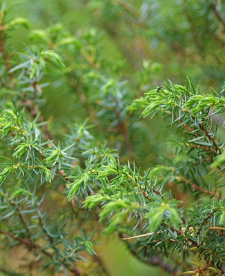 Pflanzenbild gross Zwerg-Wacholder - Juniperus communis subsp. alpina