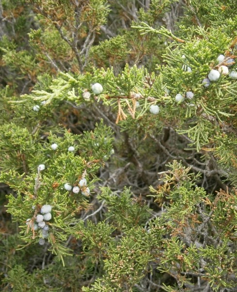 Pflanzenbild gross Sefistrauch - Juniperus sabina