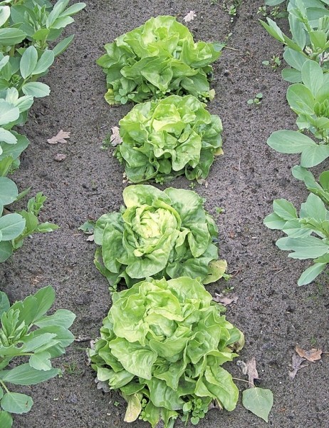 Pflanzenbild gross Kopfsalat - Lactuca sativa