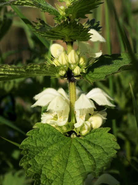 Pflanzenbild gross Weisse Taubnessel - Lamium album