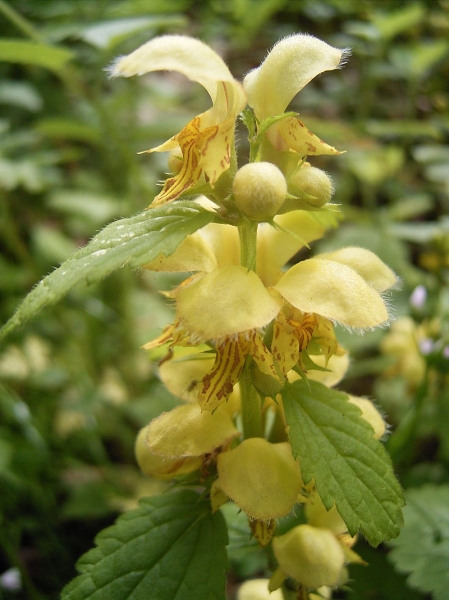 Pflanzenbild gross Goldnessel - Lamium galeobdolon