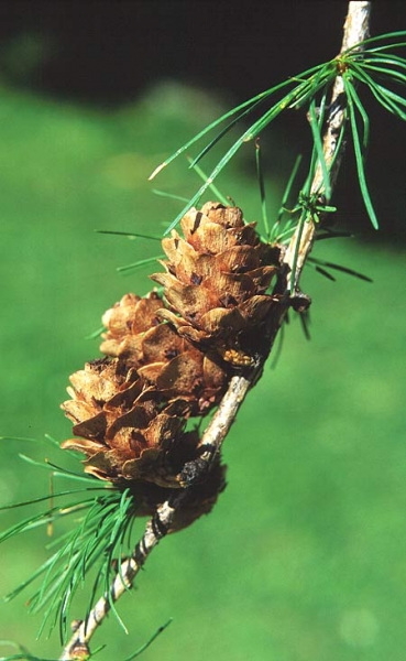 Pflanzenbild gross Europäische Lärche - Larix decidua