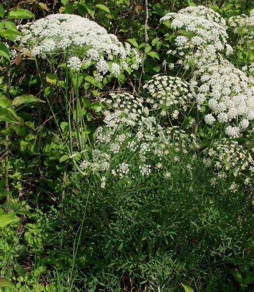 Pflanzenbild gross Berg-Laserkraut - Laserpitium siler