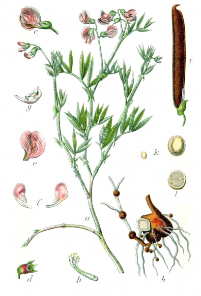 Pflanzenbild gross Berg-Platterbse - Lathyrus linifolius