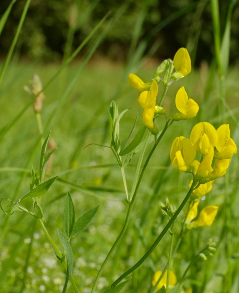 Pflanzenbild gross Wiesen-Platterbse - Lathyrus pratensis