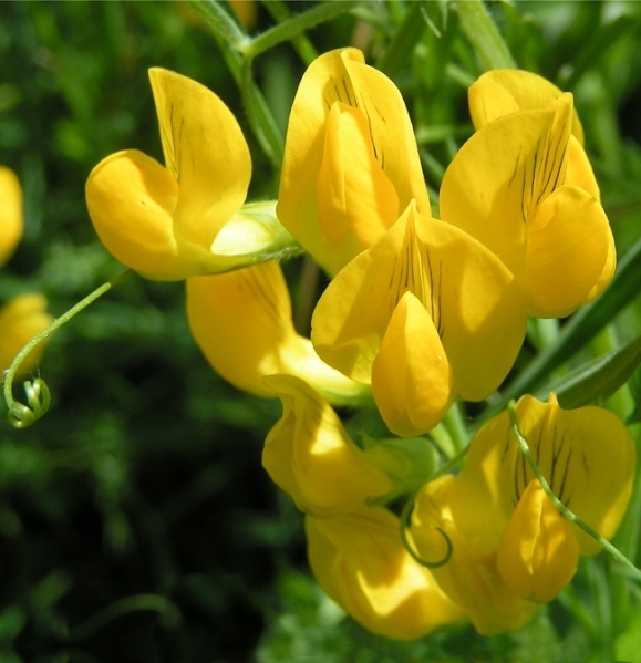 Pflanzenbild gross Wiesen-Platterbse - Lathyrus pratensis