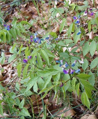 Pflanzenbild gross Frühlings-Platterbse - Lathyrus vernus