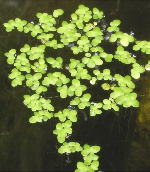 Pflanzenbild gross Kleine Wasserlinse - Lemna minor