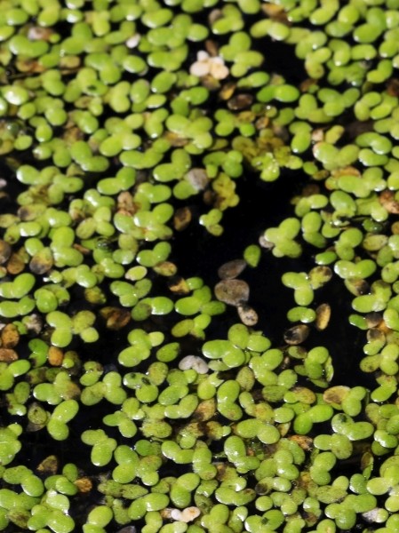 Pflanzenbild gross Kleine Wasserlinse - Lemna minor