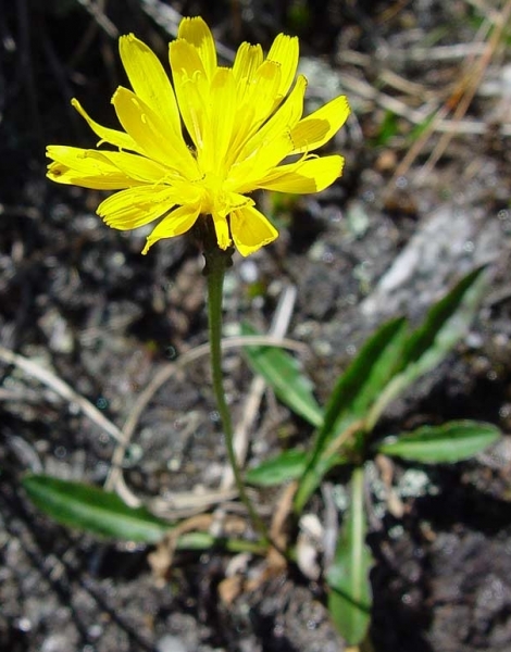 Pflanzenbild gross Schweizer Milchkraut - Leontodon helveticus