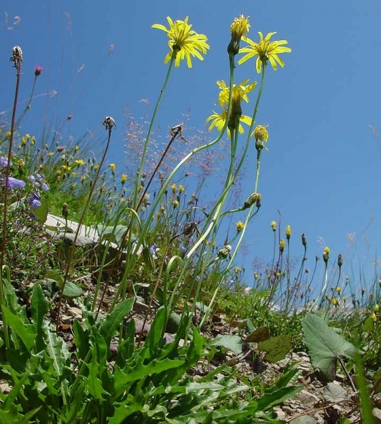 Pflanzenbild gross Raues Milchkraut - Leontodon hispidus