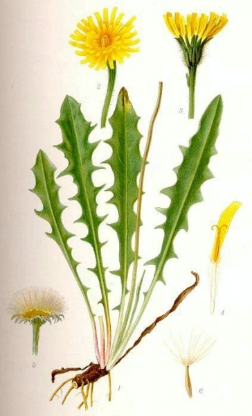 Pflanzenbild gross Raues Milchkraut - Leontodon hispidus