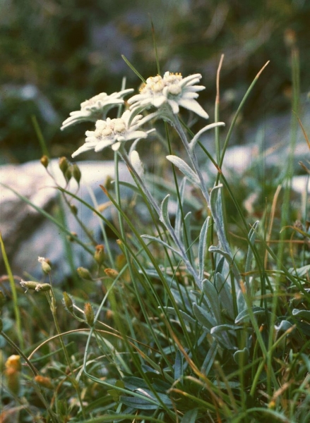 Pflanzenbild gross Edelweiss - Leontopodium alpinum
