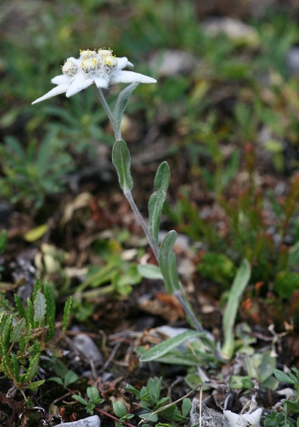 Pflanzenbild gross Edelweiss - Leontopodium alpinum