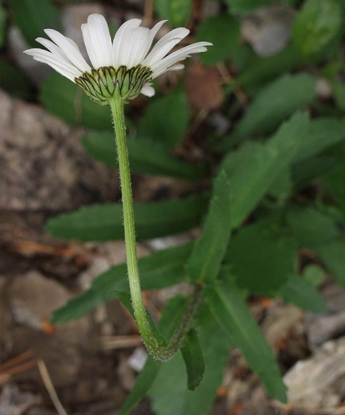 Pflanzenbild gross Berg-Wiesen-Margerite - Leucanthemum adustum