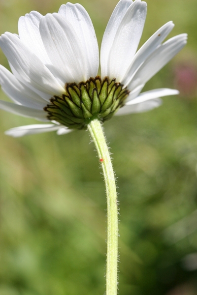 Pflanzenbild gross Berg-Wiesen-Margerite - Leucanthemum adustum