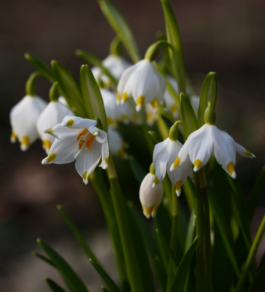 Pflanzenbild gross Märzenglöckchen - Leucojum vernum