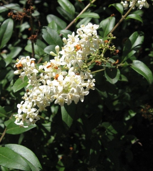 Pflanzenbild gross Gemeiner Liguster - Ligustrum vulgare
