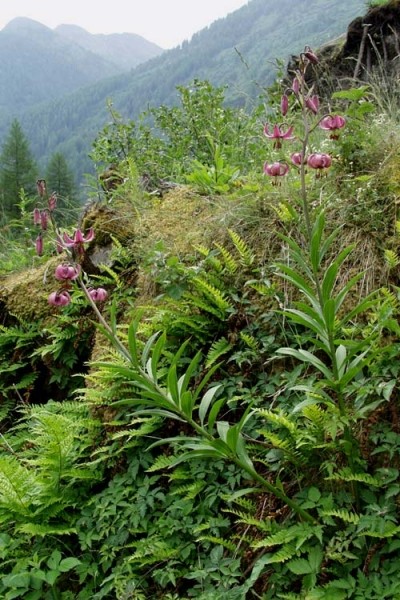 Pflanzenbild gross Türkenbund - Lilium martagon