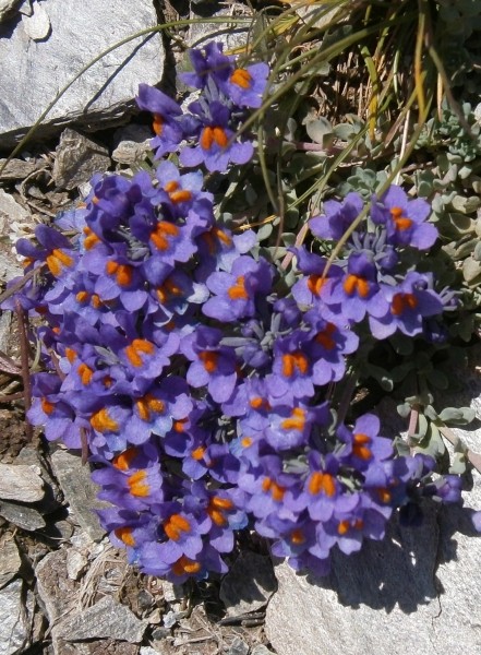 Pflanzenbild gross Alpen-Leinkraut - Linaria alpina