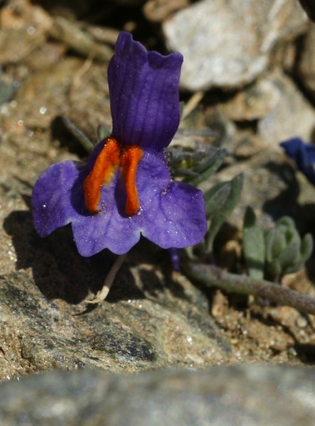 Pflanzenbild gross Alpen-Leinkraut - Linaria alpina