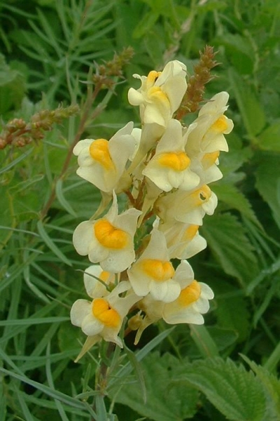Pflanzenbild gross Gemeines Leinkraut - Linaria vulgaris