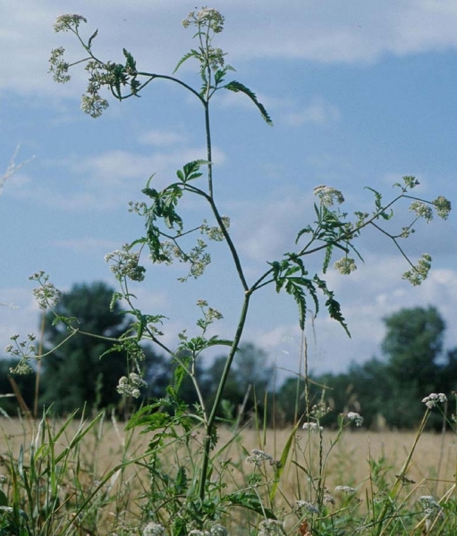 Pflanzenbild gross Wald-Borstendolde - Torilis japonica