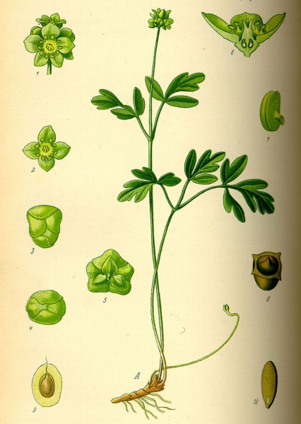 Pflanzenbild gross Bisamkraut - Adoxa moschatellina
