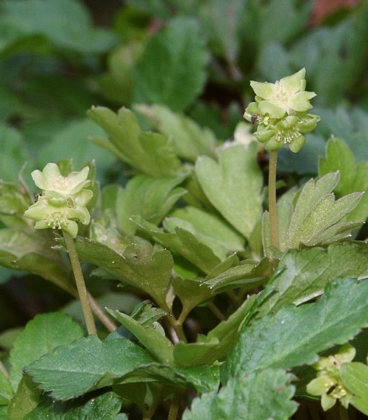 Pflanzenbild gross Bisamkraut - Adoxa moschatellina