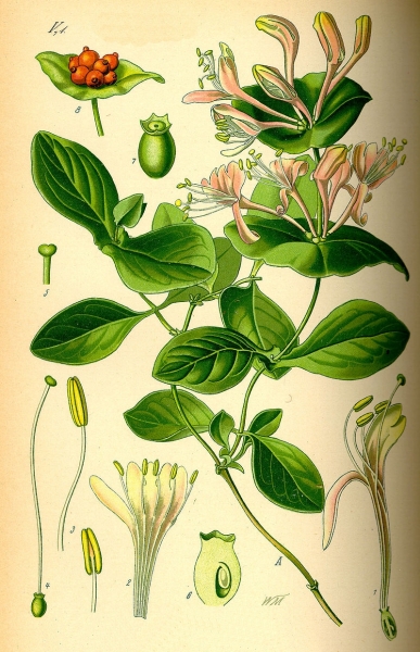 Pflanzenbild gross Garten-Geissblatt - Lonicera caprifolium