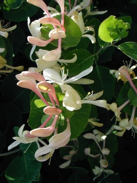 Pflanzenbild gross Garten-Geissblatt - Lonicera caprifolium