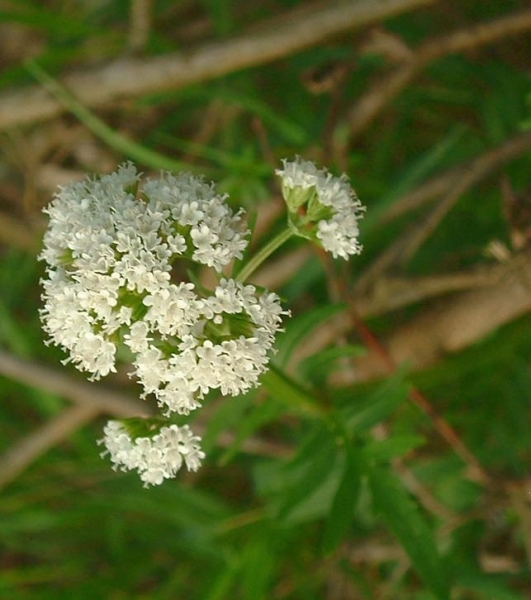 Pflanzenbild gross Sumpf-Baldrian - Valeriana dioica