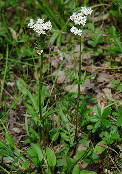 Pflanzenbild gross Sumpf-Baldrian - Valeriana dioica
