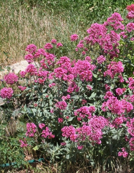 Pflanzenbild gross Rote Spornblume - Centranthus ruber