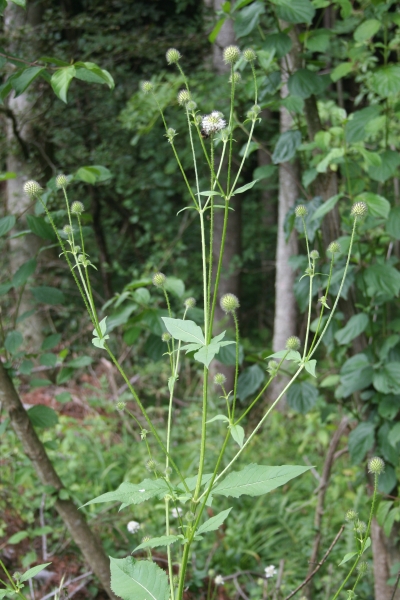Pflanzenbild gross Behaarte Karde - Dipsacus pilosus
