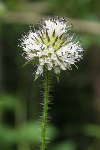 Pflanzenbild gross Behaarte Karde - Dipsacus pilosus