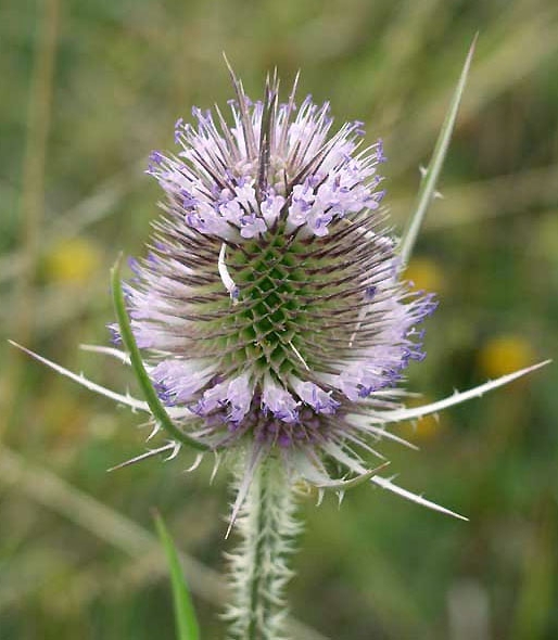 Pflanzenbild gross Wilde Karde - Dipsacus fullonum