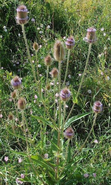 Pflanzenbild gross Wilde Karde - Dipsacus fullonum