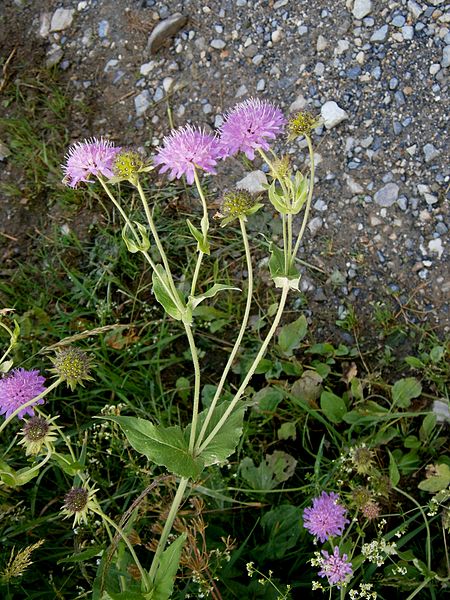 Pflanzenbild gross Wald-Witwenblume - Knautia dipsacifolia