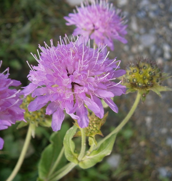 Pflanzenbild gross Wald-Witwenblume - Knautia dipsacifolia