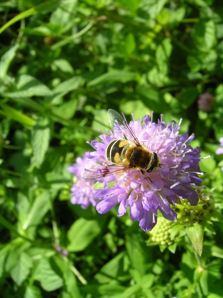 Pflanzenbild gross Wald-Witwenblume - Knautia dipsacifolia