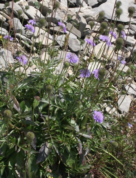 Pflanzenbild gross Glänzende Skabiose - Scabiosa lucida