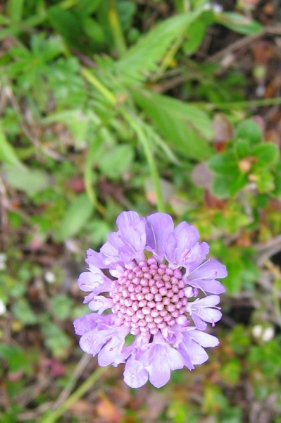 Pflanzenbild gross Glänzende Skabiose - Scabiosa lucida