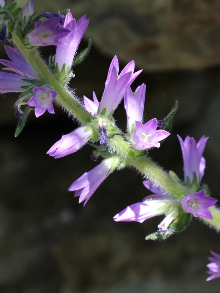 Pflanzenbild gross Ährige Glockenblume - Campanula spicata