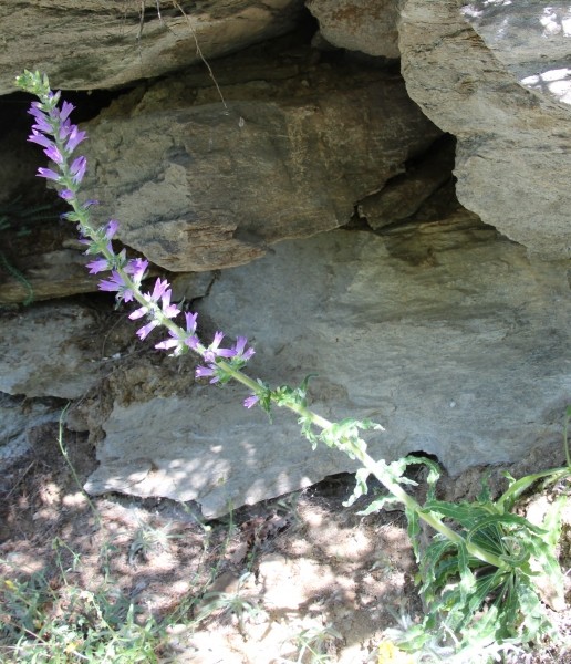 Pflanzenbild gross Ährige Glockenblume - Campanula spicata