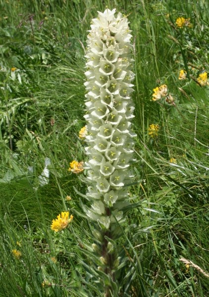 Pflanzenbild gross Straussblütige Glockenblume - Campanula thyrsoides